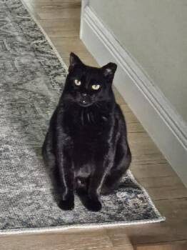 Kong -  Domestic Short Hair Cat for Adoption in Deltona, Florida - Kong | PetCurious