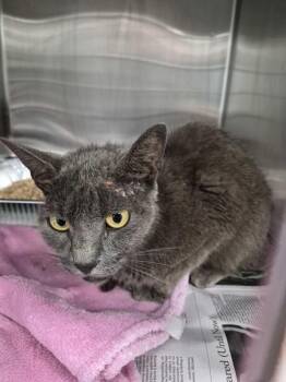 A 13c -  Domestic Short Hair Cat for Adoption in Lawrenceville, Georgia - A 13c | PetCurious