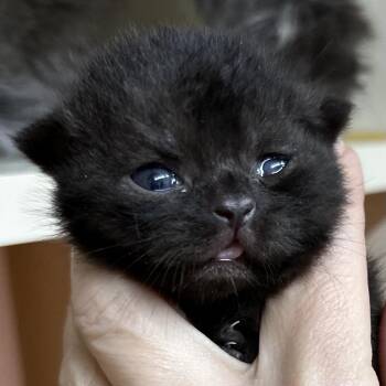 Scottish Fold Cats Available for Adoption in Hinesville, Georgia - Uno | PetCurious