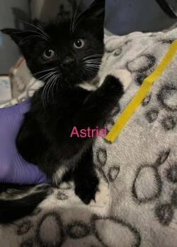 Astrid -  Domestic Short Hair Cat Available for Adoption in Virginia Beach, Virginia - Astrid | PetCurious