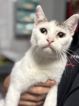 Rescue Domestic Short Hair Cats for Adoption in West Chester, Pennsylvania - Spotty | PetCurious