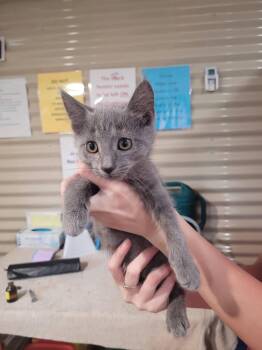 Ashton -  Domestic Short Hair Cat for Adoption in Linton, Indiana - Ashton | PetCurious