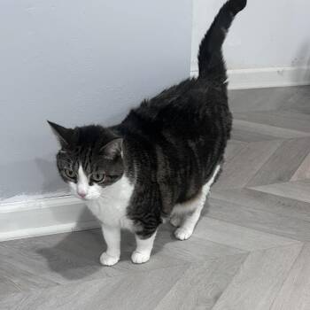 Milo Rivera -  Domestic Short Hair Cat for Adoption in Philadelphia, Pennsylvania - Milo Rivera | PetCurious
