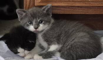 Tuxedo Cats Available for Adoption in Sardinia, Ohio - FERNANDO | PetCurious