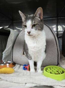 Rescue Domestic Short Hair Cats for Adoption in Kingston, New York - Magnolia | PetCurious