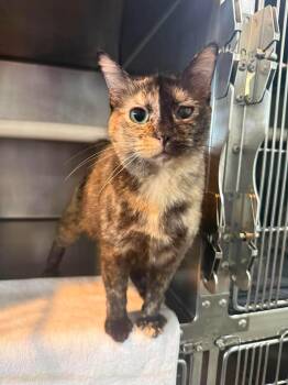 Willa -  Domestic Short Hair Cat for Adoption in Myrtle Beach, South Carolina - Willa | PetCurious