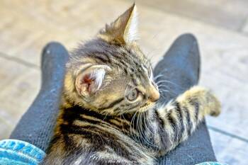 Tinker -  Domestic Short Hair Cat for Adoption in Green Valley, Arizona - Tinker | PetCurious