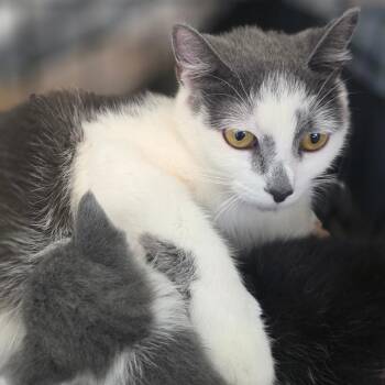 Domestic Short Hair Cats Available for Adoption in Chapel Hill, North Carolina - Padme | PetCurious