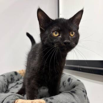 Khan -  Domestic Short Hair Cat for Adoption in Puslinch, Ontario - Khan | PetCurious