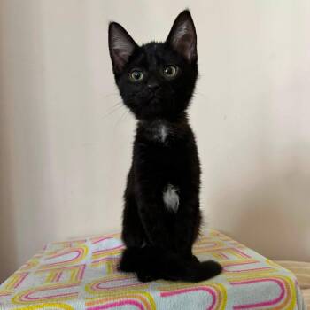 Cucumber -  Domestic Short Hair Cat for Adoption in Dearborn, Michigan - Cucumber | PetCurious