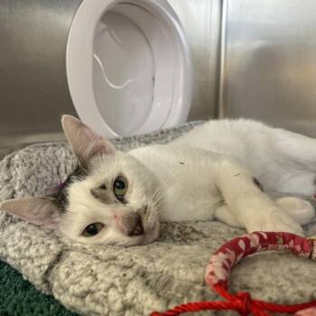 Biscuits & Gravy -  Domestic Short Hair Cat for Adoption in Houston, Texas - Biscuits & Gravy | PetCurious