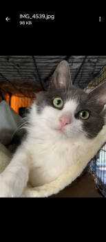 Rescue Domestic Long Hair Cats for Adoption in Nazareth, Pennsylvania - Bambull | PetCurious