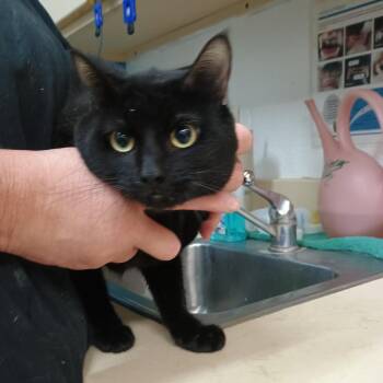 Domestic Short Hair Cats Available for Adoption in Ardmore, Oklahoma - Midnight | PetCurious