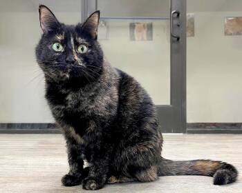 Domestic Short Hair Cats Available for Adoption in Cashiers, North Carolina - Cleo | PetCurious