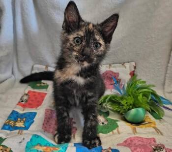 Trouble -  Domestic Short Hair Cat for Adoption in Manteca, California - Trouble | PetCurious