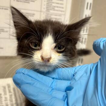 Charmander -  Domestic Short Hair Cat for Adoption in Yuma, Arizona - Charmander | PetCurious