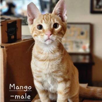 Domestic Short Hair Cats Available for Adoption - Mango | PetCurious