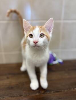 Swiss -  Domestic Short Hair Cat for Adoption in Kerrville, Texas - Swiss | PetCurious