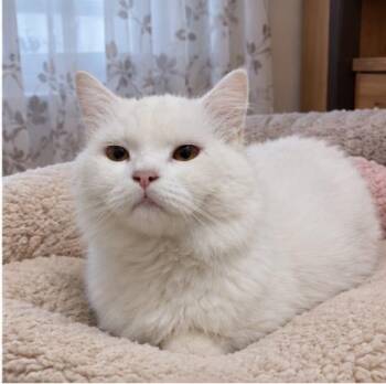 Ice M. -  British Shorthair and Turkish Angora Cat for Adoption in Brampton, Ontario - Ice M. | PetCurious