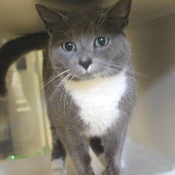 Domestic Short Hair Cats Available for Adoption - Chester Copperpot | PetCurious