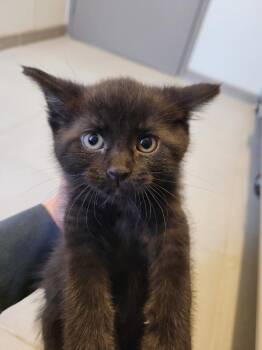 Travel Crew Kittens -  Domestic Short Hair Cat Available for Adoption in Hays, Kansas - Travel Crew Kittens | PetCurious
