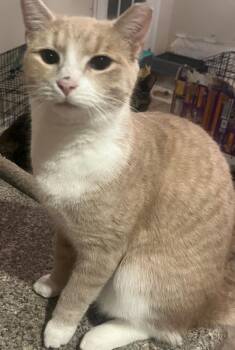 Galen & Rhodes (bonded pair) -  Domestic Short Hair Cat for Adoption in Richmond, Virginia - Galen & Rhodes (bonded Pair) | PetCurious