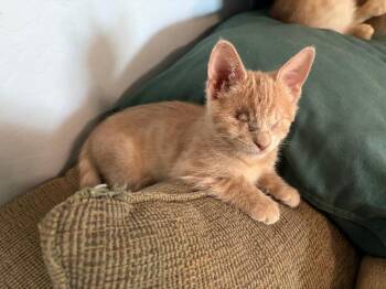 Chai Latte Bonded To Alex Latte -  Domestic Short Hair and Tabby Cat for Adoption in Chandler, Arizona - Chai Latte Bonded To Alex Latte | PetCurious