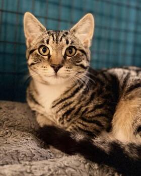 Mozie -  Domestic Short Hair Cat for Adoption in Novato, California - Mozie | PetCurious