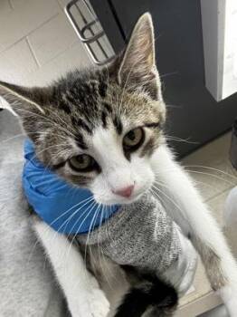 June -  Domestic Short Hair Cat for Adoption in Wichita, Kansas - June | PetCurious