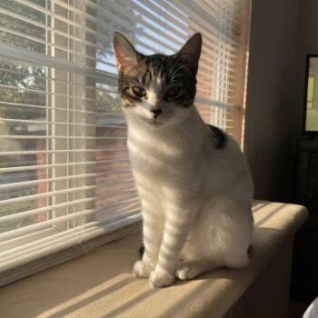 Lilly -  Domestic Medium Hair Cat for Adoption in Harlingen, Texas - Lilly | PetCurious