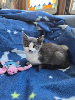 C344  Litter Breeze -  Domestic Short Hair Cat for Adoption in Livonia, Michigan - C344  Litter Breeze | PetCurious