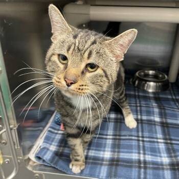 Rescue Domestic Short Hair Cats for Adoption in Roanoke, Virginia - Sam | PetCurious