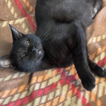 Domestic Short Hair Cats Available for Adoption in South Elgin, Illinois - Zee | PetCurious