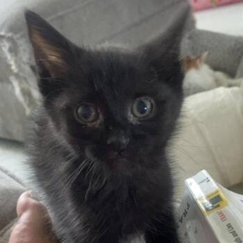 Domestic Short Hair Cats Available for Adoption in Chapel Hill, North Carolina - Lemur | PetCurious