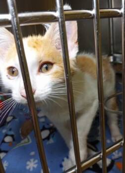 Rescue Domestic Short Hair Cats for Adoption in Waupaca, Wisconsin - Sir Yowls-A-Lot | PetCurious
