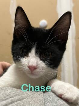 Chase kitten -  Domestic Short Hair Cat for Adoption in New Bern, North Carolina - Chase Kitten | PetCurious