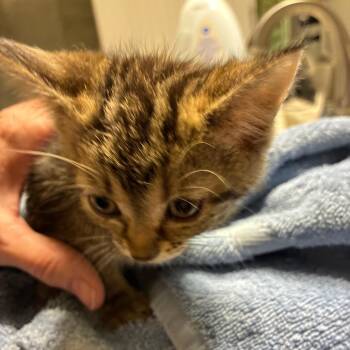 Midnight -  Domestic Short Hair Cat for Adoption in Shelbyville, Indiana - Midnight | PetCurious