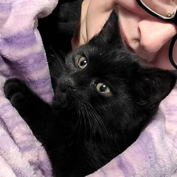 Domestic Short Hair Cats Available for Adoption in Portland, Oregon - Sheba | PetCurious