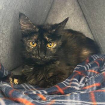 Domestic Long Hair Cats Available for Adoption in Woodbury, New Jersey - Kitty Minaj | PetCurious