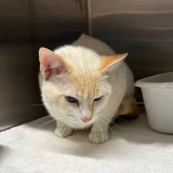 Siamese Cats Available for Adoption in Morganton, North Carolina - Diamond | PetCurious
