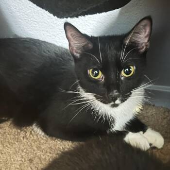 Jupiter -  Domestic Short Hair Cat for Adoption in Wichita, Kansas - Jupiter | PetCurious