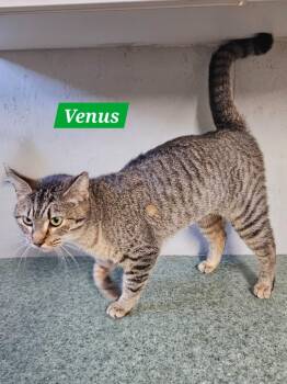 Domestic Short Hair Cats Available for Adoption - Venus | PetCurious