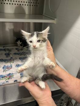 Rescue Domestic Short Hair Cats for Adoption in Athens, Tennessee - Lemon | PetCurious