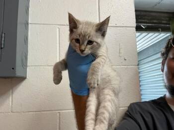 Domestic Short Hair Cats Available for Adoption in San Bernardino, California - A591125 | PetCurious