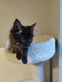 Rescue Domestic Medium Hair Cats for Adoption - Banshee | PetCurious