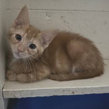 Rescue Domestic Short Hair Cats for Adoption in Portage, Michigan - Strawberry | PetCurious