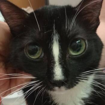 Lucy -  Domestic Short Hair Cat for Adoption in Grand Rapids, Minnesota - Lucy | PetCurious