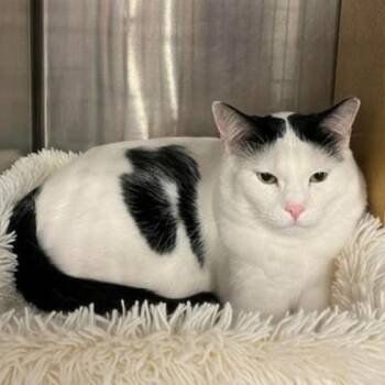 Butler -  Domestic Short Hair Cat for Adoption in Warr Acres, Oklahoma - Butler | PetCurious