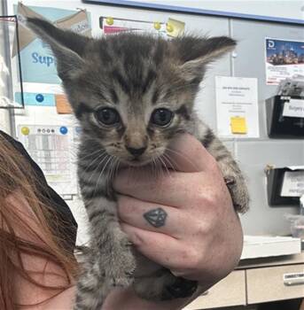 ALMOND -  Domestic Short Hair Cat for Adoption in Dallas, Texas - ALMOND | PetCurious