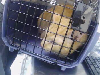 SNAP -  Domestic Medium Hair Cat for Adoption in Charlotte, North Carolina - SNAP | PetCurious